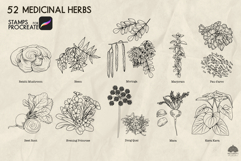 Medicinal herbs Part 2 Procreate stamp brushes Product Image 3