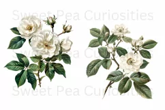 Flowers, Clipart, Ephemera, PNG, Junk journal Product Image 3