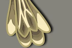 Colibri multilayer Svg/Colibri Plywood Cut/3d Colibri bird Product Image 6