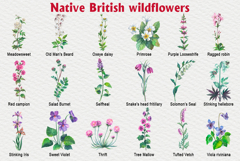 Native British wildflower watercolor Product Image 4