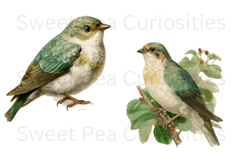 Birds, Flowers, Ephemera, PNG, Clipart, Junk Journal Product Image 3