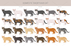 Domestic shorthair cat Product Image 2