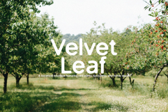 Green Apple - Vintage Sans Serif Product Image 3