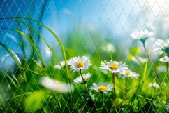 Chamomile Background, Floral Background Designs Product Image 3