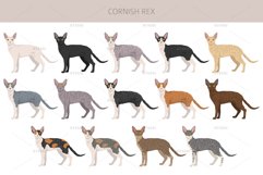 Cornish Rex clipart Product Image 2