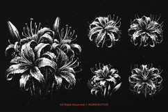 10 Bundle Dark Art Spider Lily Flower Lilies Botanical Product Image 5