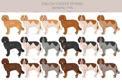 English Cocker Spaniel working-type Product Image 2