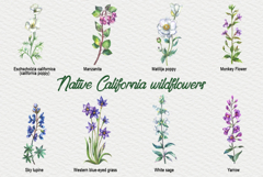 Watercolor California wildflowers Product Image 3