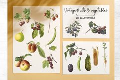 Vintage Fruits Illustration, Vintage Vegatebles Product Image 1
