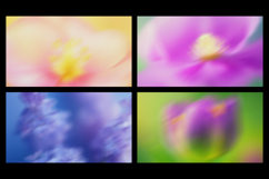 Gentle Floral Bloom Gradient Backgrounds Product Image 3