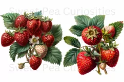 Strawberry, Strawberries, Ephemera, PNG, Clipart Product Image 3