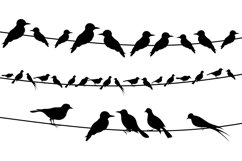 Bird Product Image 3
