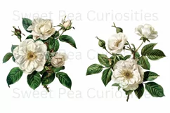 Flowers, Clipart, Ephemera, PNG, Junk journal Product Image 3