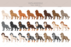 Vizsladoodle. Vizsla Poodle mix Product Image 2