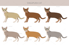 Singapura cat Product Image 2