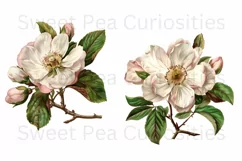 Flowers, Clipart, Ephemera, PNG, Junk journal Product Image 3