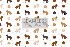 Goldendoodle Goldie Poodle mix Product Image 7