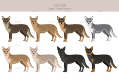 Coydog. Coyote - Domestic dog mix Product Image 2
