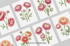 15 Bundle Watercolor Ranunculus Flower Blossom Botanical Product Image 3
