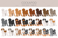 Cockapoo. Cocker Spaniel-Poodle mix Product Image 2