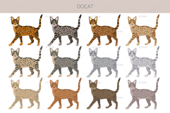 Ocicat clipart Product Image 2