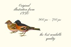 Vintage Birds, Antique Birds Clipart Product Image 3