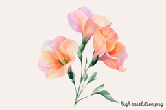 Sweet Pea Flower Watercolor Clipart PNG Product Image 1