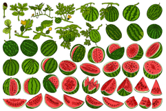 Vector, hand drawn Watermelon Product Image 3