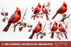 Red Cardinal Watercolor Sublimation Clipart Product Image 1