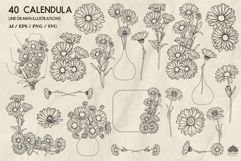 Calendula line art collection Svg Png Eps Product Image 3