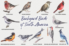 Backyard Birds of North America Product Image 3