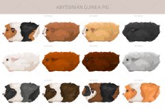 Abyssinian Guinea Pig, Small Pets Product Image 2