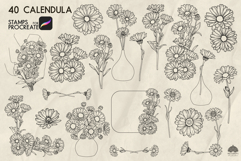 Calendula Procreate stamp brush Product Image 3