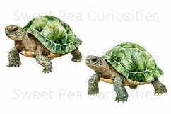 Turtles, Tropical, Ephemera, PNG, watercolor, Clipart Product Image 3