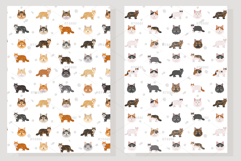 Domestic longhair cat Product Image 6