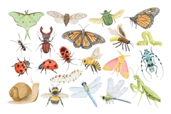 Watercolor Insects &amp; Bugs Clipart Product Image 3
