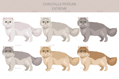Chinchilla Persian. Extreme type Product Image 2