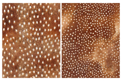 Fur, Deer, Papers, Junk Journal Product Image 3