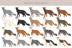 Oriental Longhair cat Product Image 2