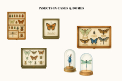 Secrets of the Insect Cabinet 51 Watercolor Cliparts Product Image 3