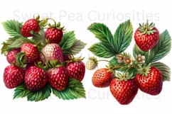 Strawberry, Strawberries, Ephemera, PNG, Clipart Product Image 3