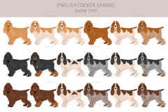 English Cocker Spaniel show-type Product Image 2