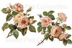 Flowers, Junk Journal, PNG, Clipart, Ephemera, Botanical Product Image 3
