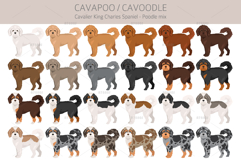 Cavapoo. Cavalier Spaniel-Poodle mix Product Image 2