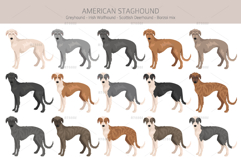 American Staghound dog Product Image 2