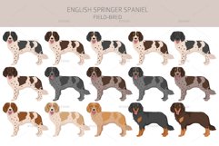 English Springer Spaniel field-bred Product Image 2