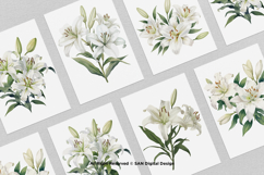 15 Bundle Watercolor White Lily Flower Wedding Minimalist Product Image 3