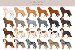 Labradoodle clipart Product Image 2