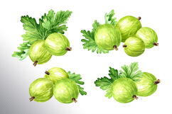 Gooseberry. Watercolor collection Product Image 4