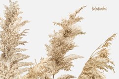 Pampas Grass clipart, Boho Watercolor Wreaths Bohemian Product Image 5